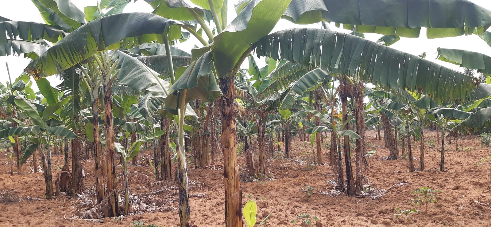 Land for sale in Bugesera near airport of Rwanda Gashora