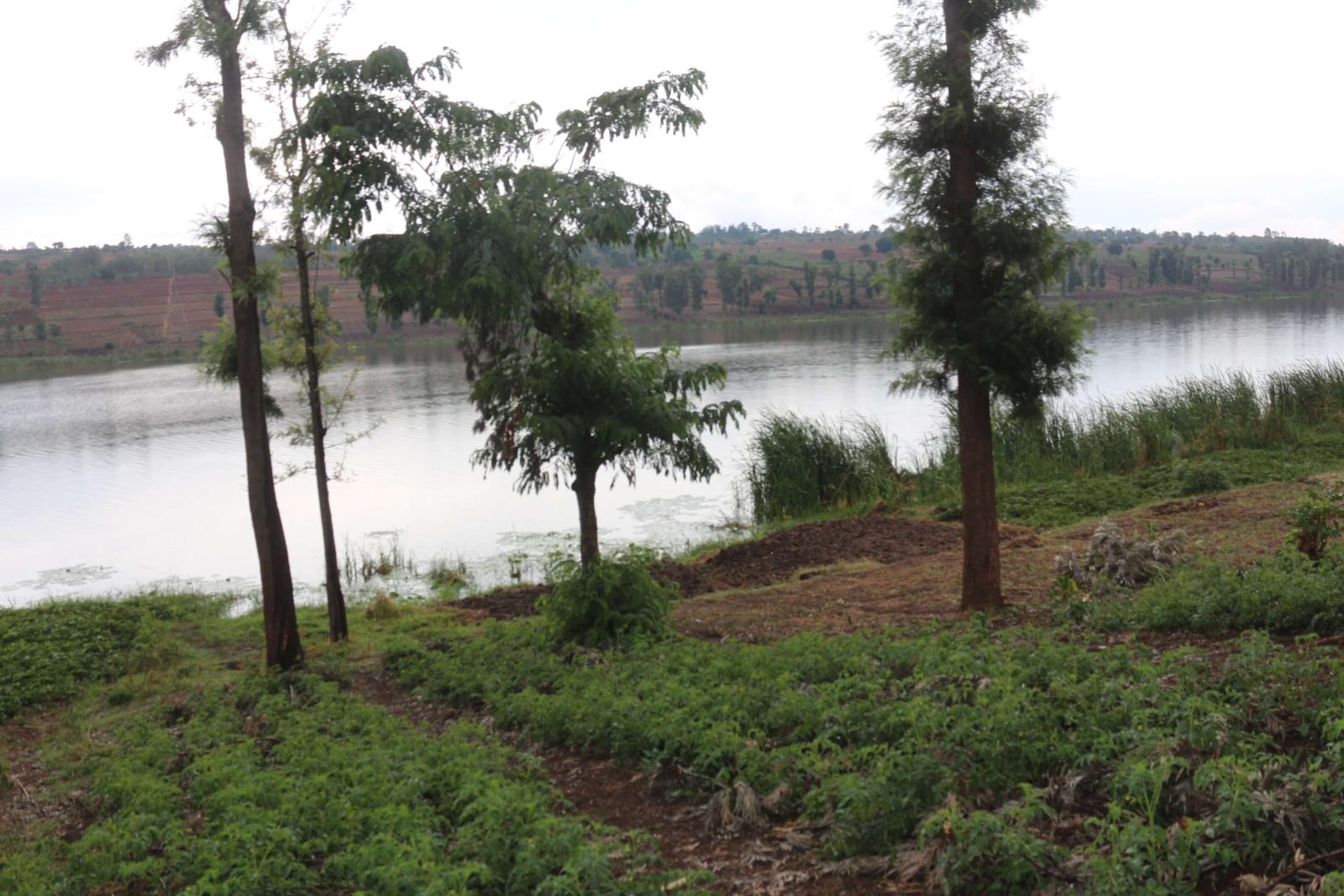 Land for sale in Bugesera Rwanda Kamabuye with Macadamia tress Access on Lake