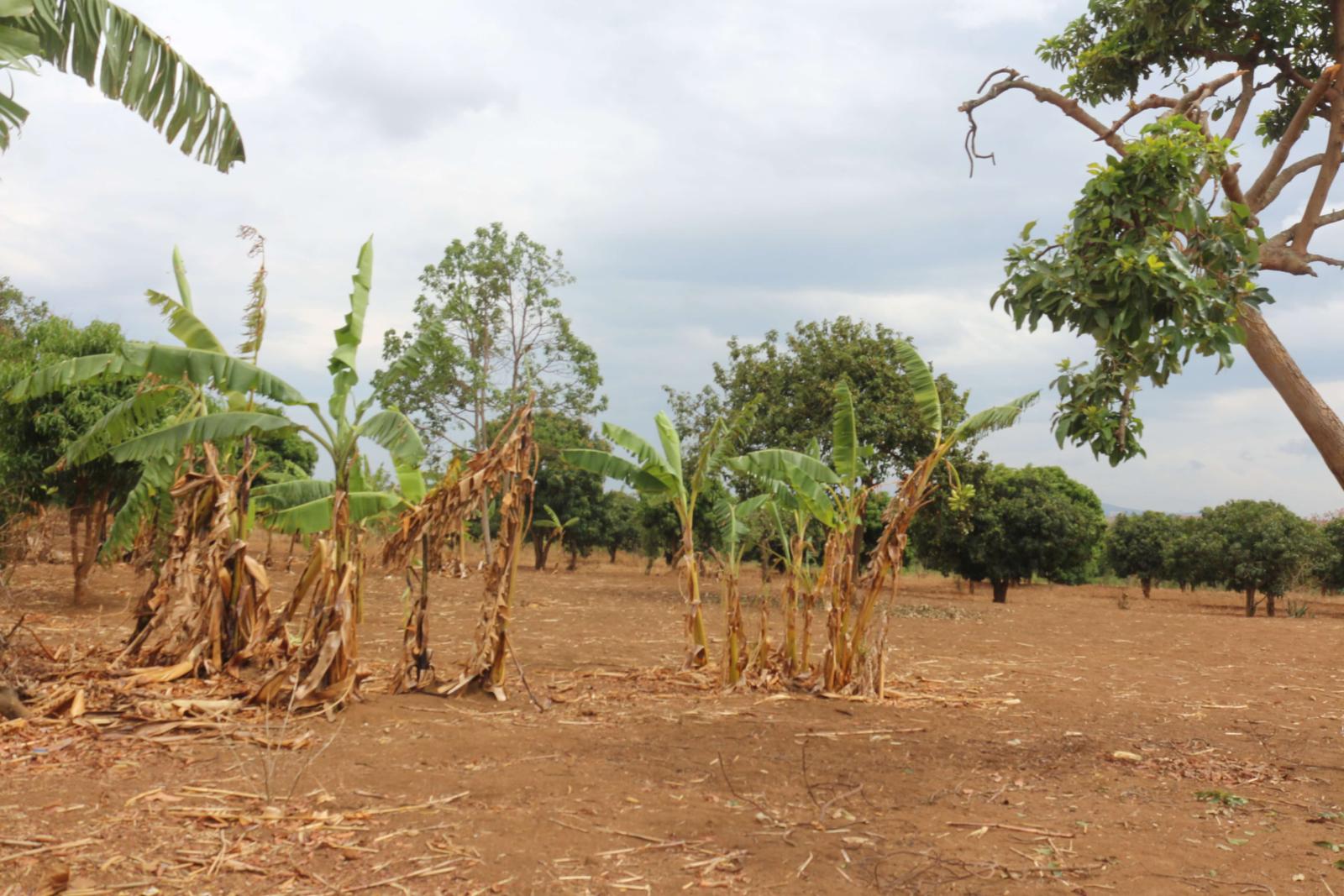 Land for sale and house  in Bugesera RILIMA near the airport of Rwanda, hot deal
