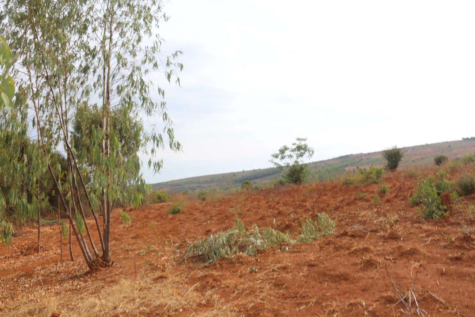 Land for sale in Bugesera Nemba  of Rwanda, hot deal