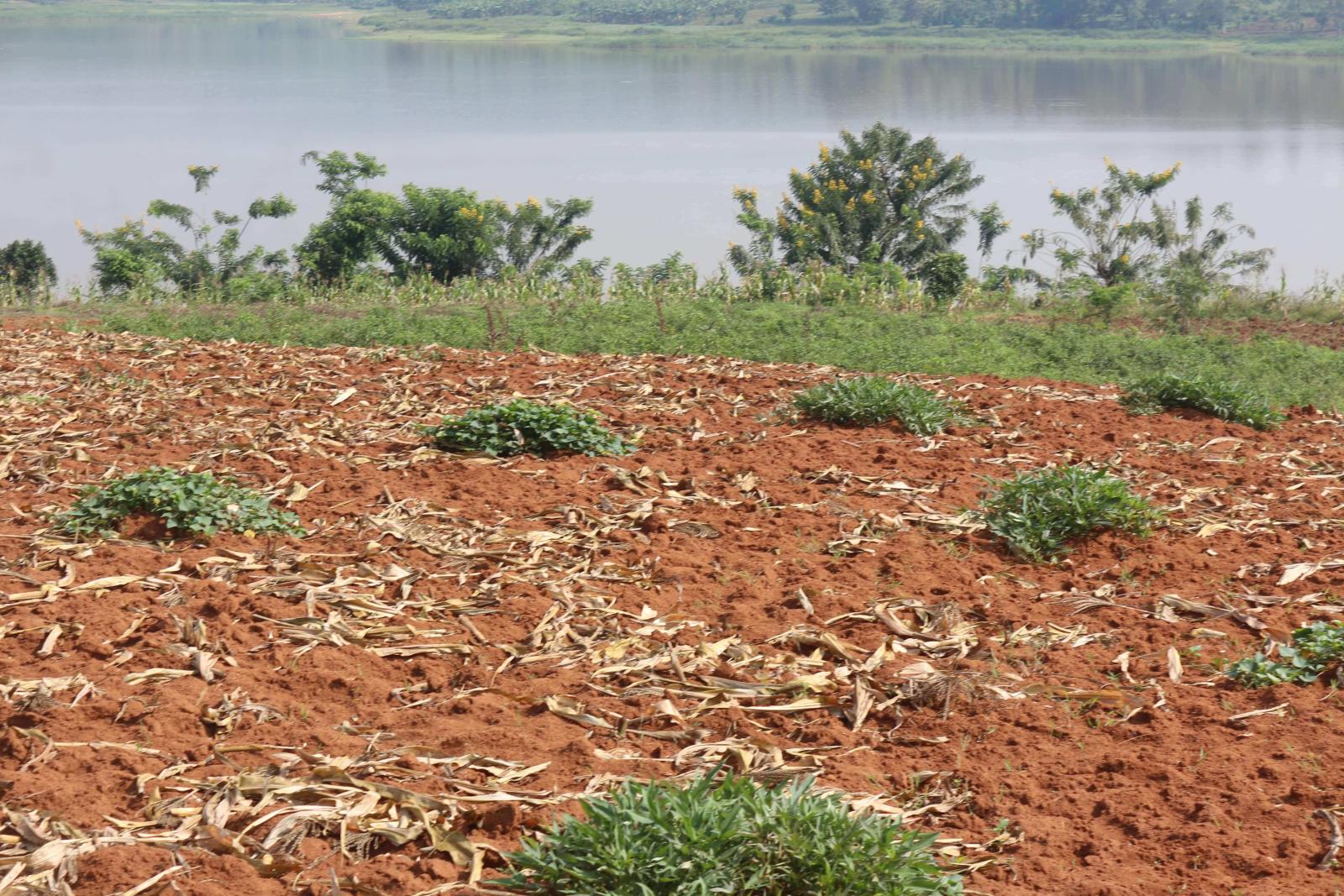 Land for sale in Bugesera Juru near airport of Rwanda Access on lake