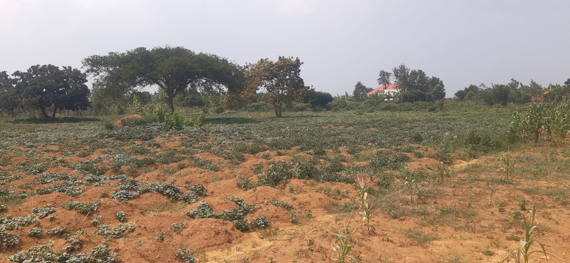 Industial land for sale in Bugesera near airport of Rwanda 1