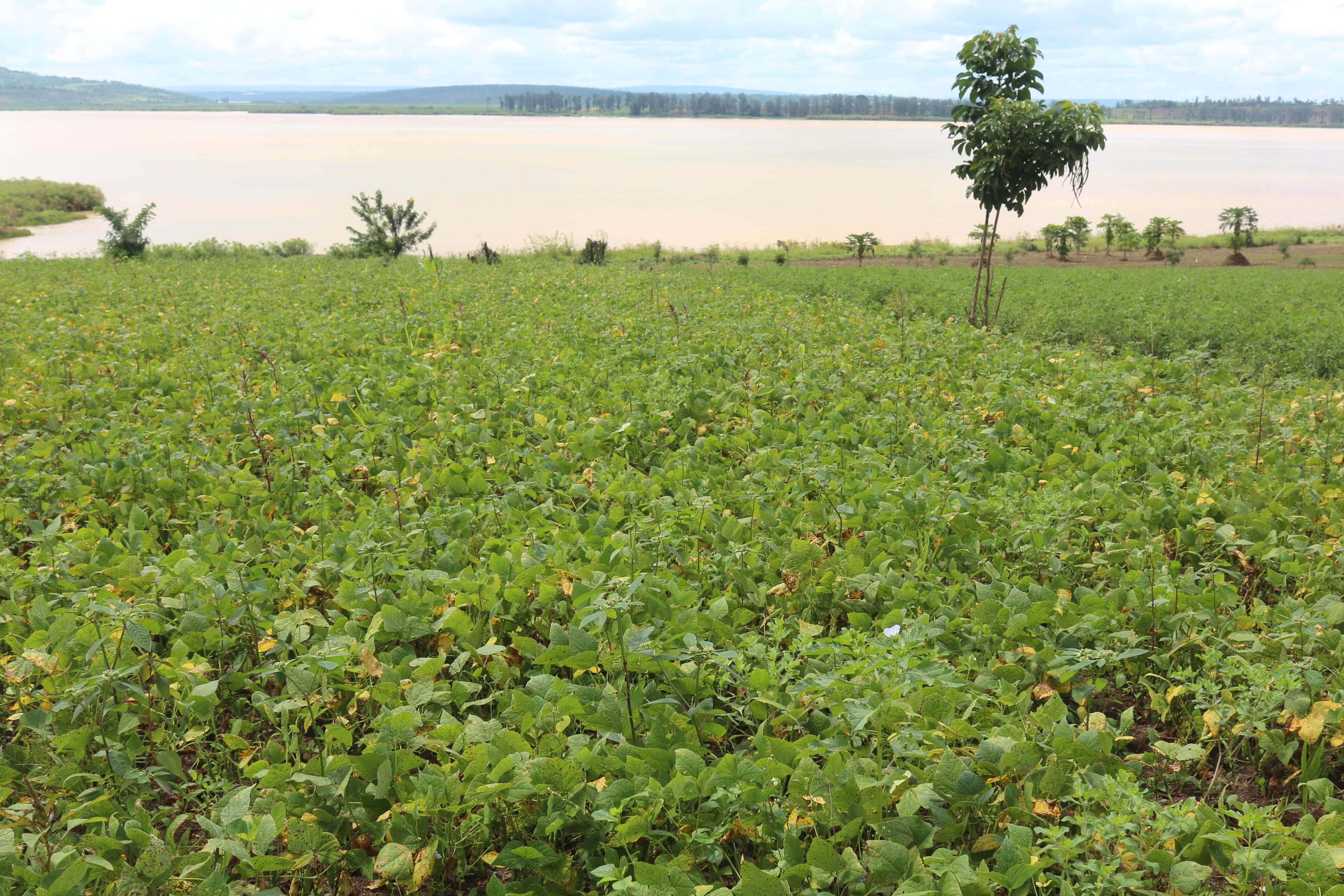 Land for sale in Bugesera near airport of Rwanda 3