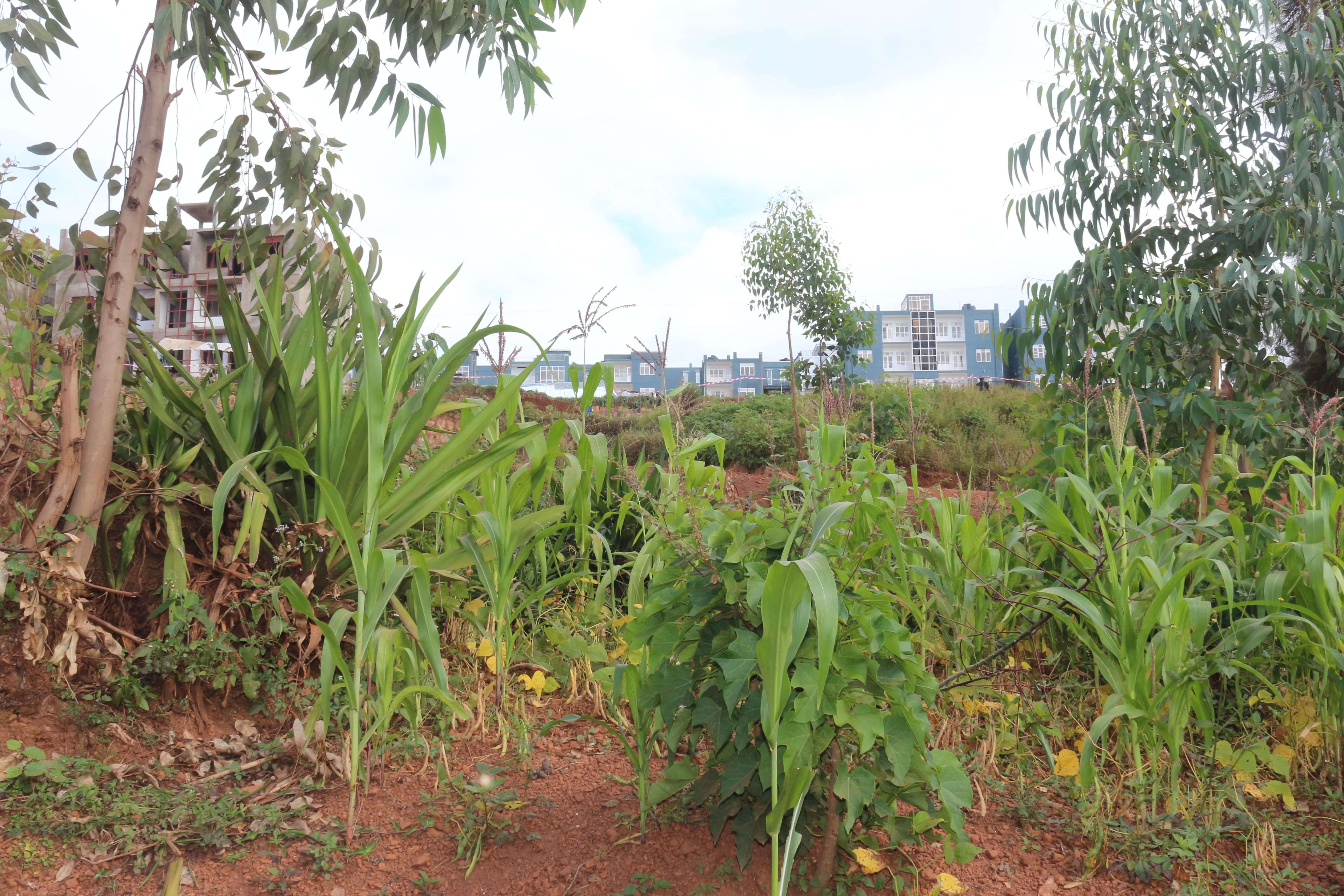 Land for sale in Bugesera near airport of Rwanda 1