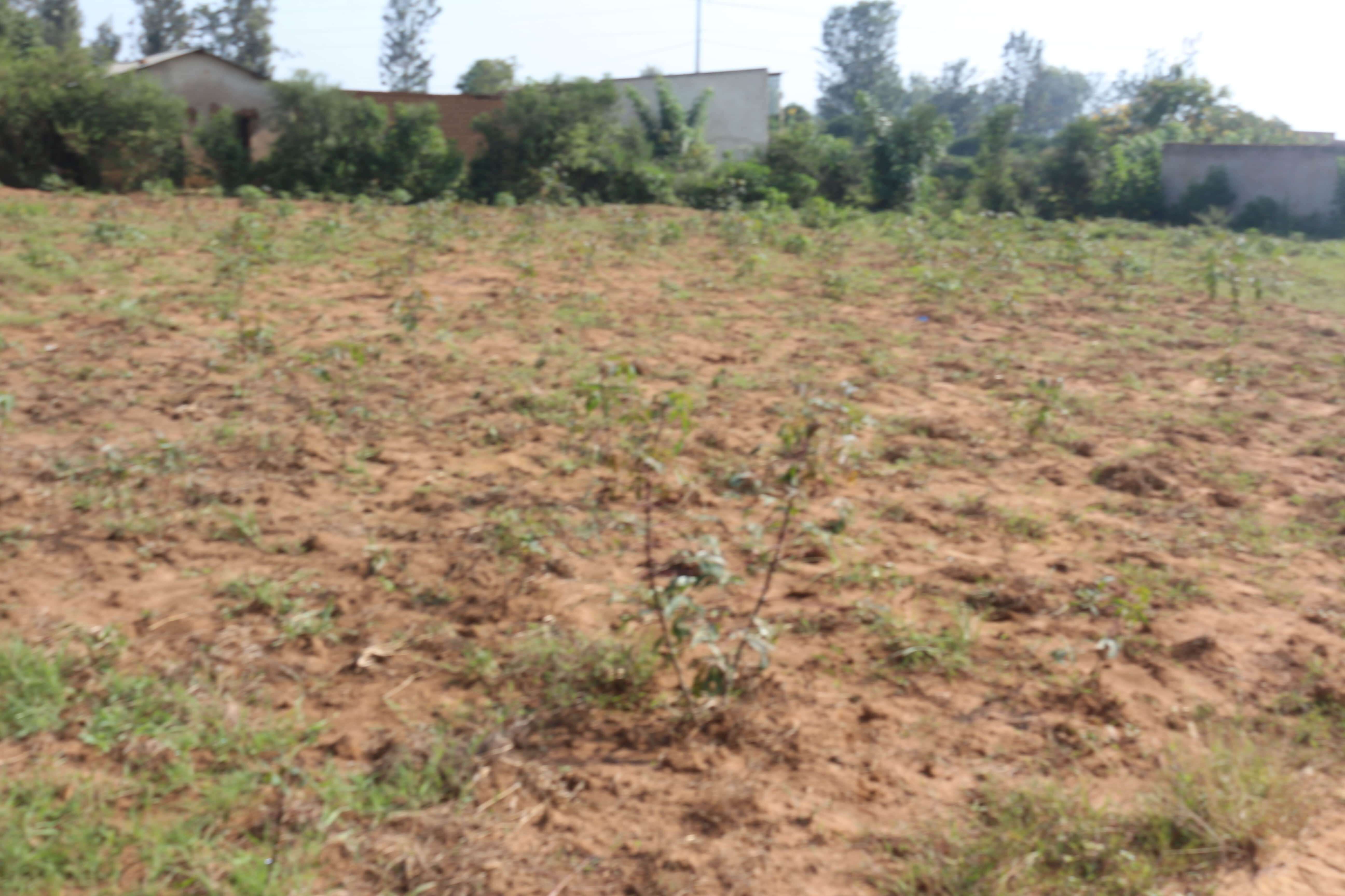 Residential land for sale in Kanyinya Kigali Rwanda Hot deal
