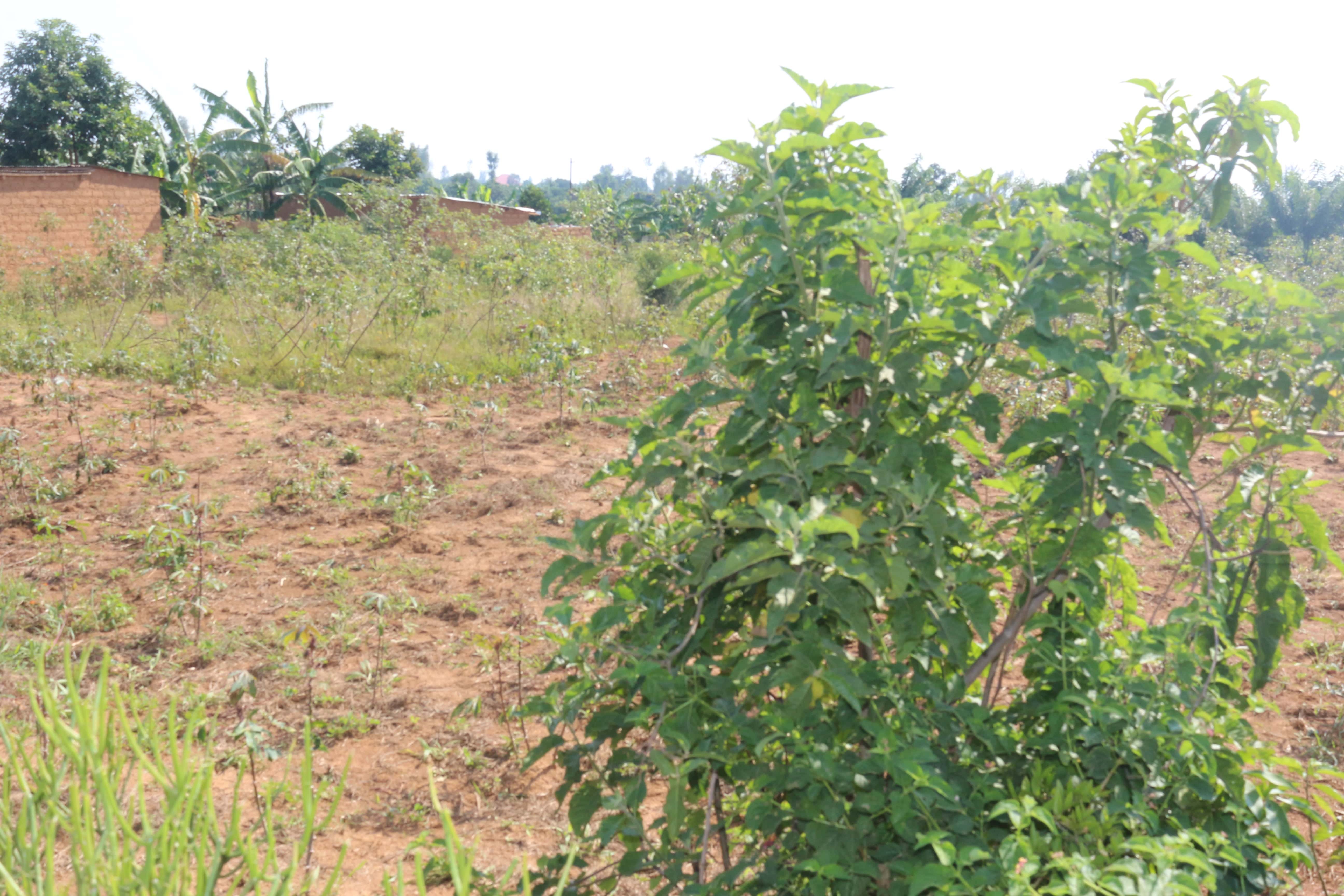Residential land for sale in Kanyinya Kigali Rwanda Hot deal 3
