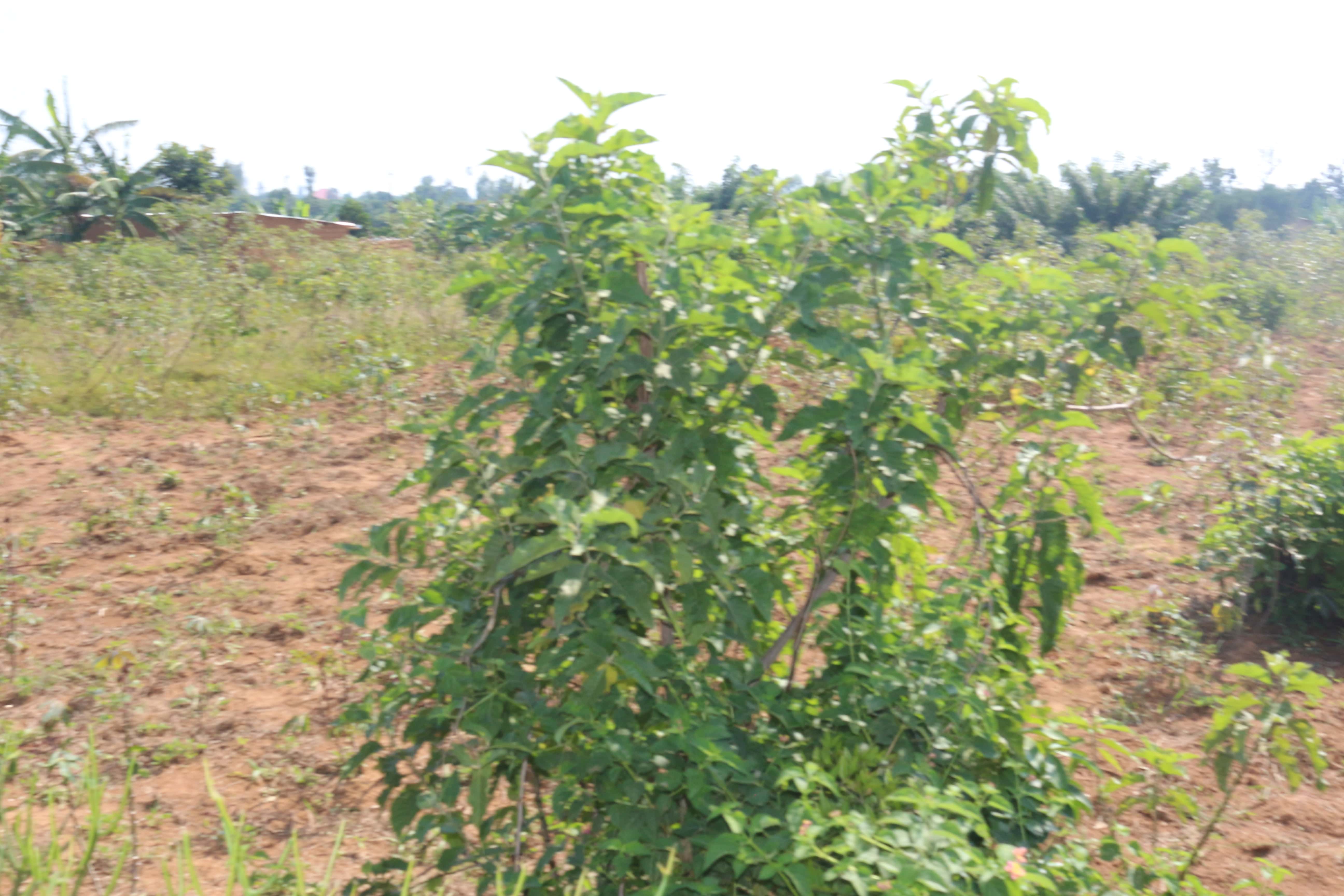 Residential land for sale in Kanyinya Kigali Rwanda Hot deal 4