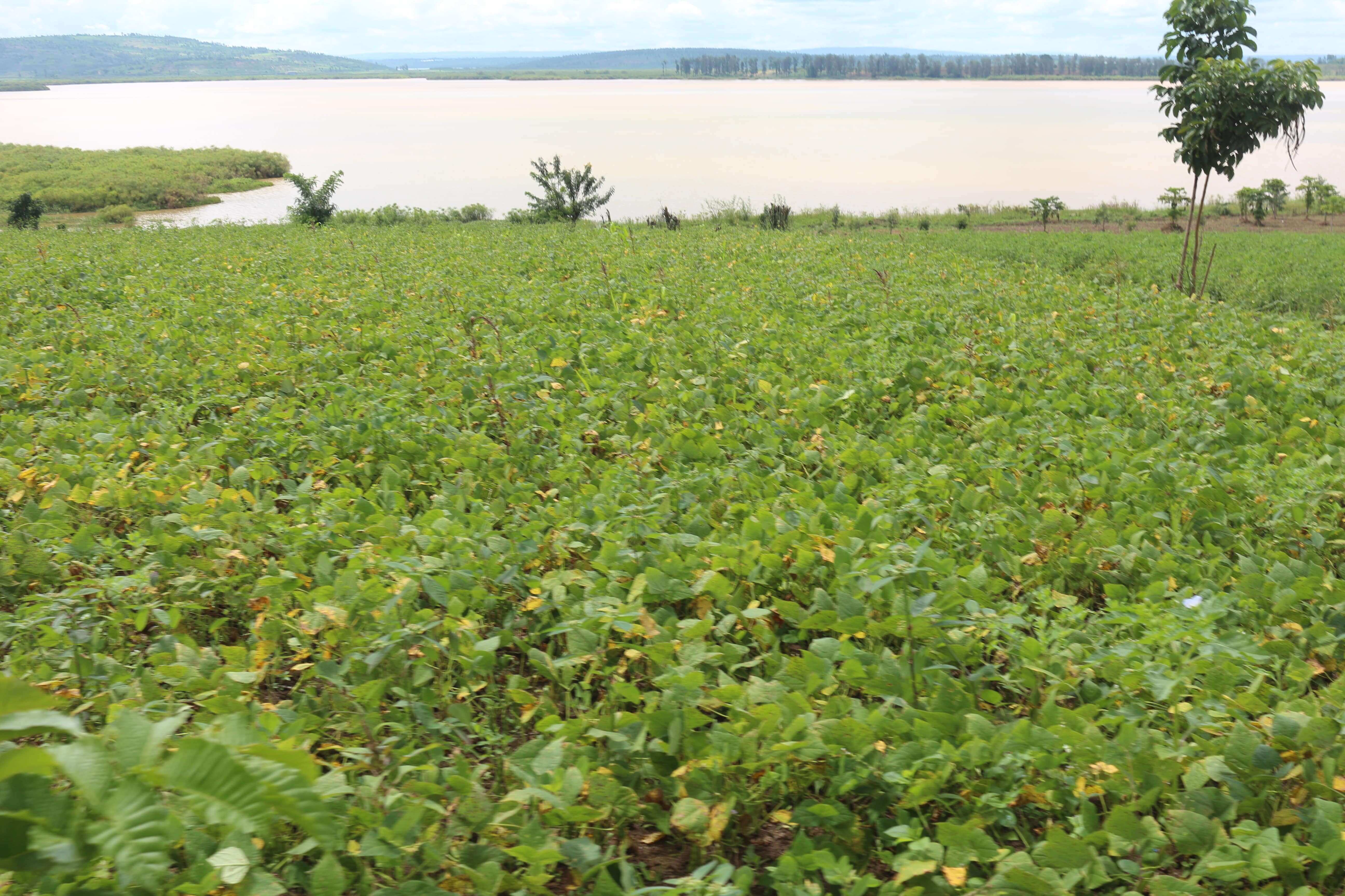 Land for sale in Gashora Bugesera Access on lake  Hot deal 1