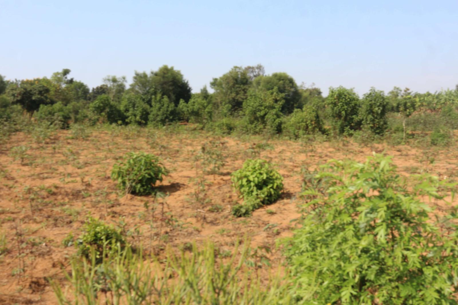 Land for sale in Bugesera near airport of Rwanda 1