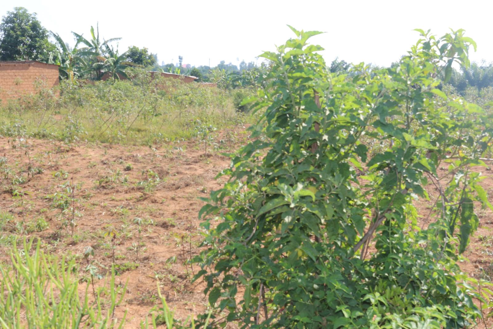 Land for sale in Bugesera near airport of Rwanda 2