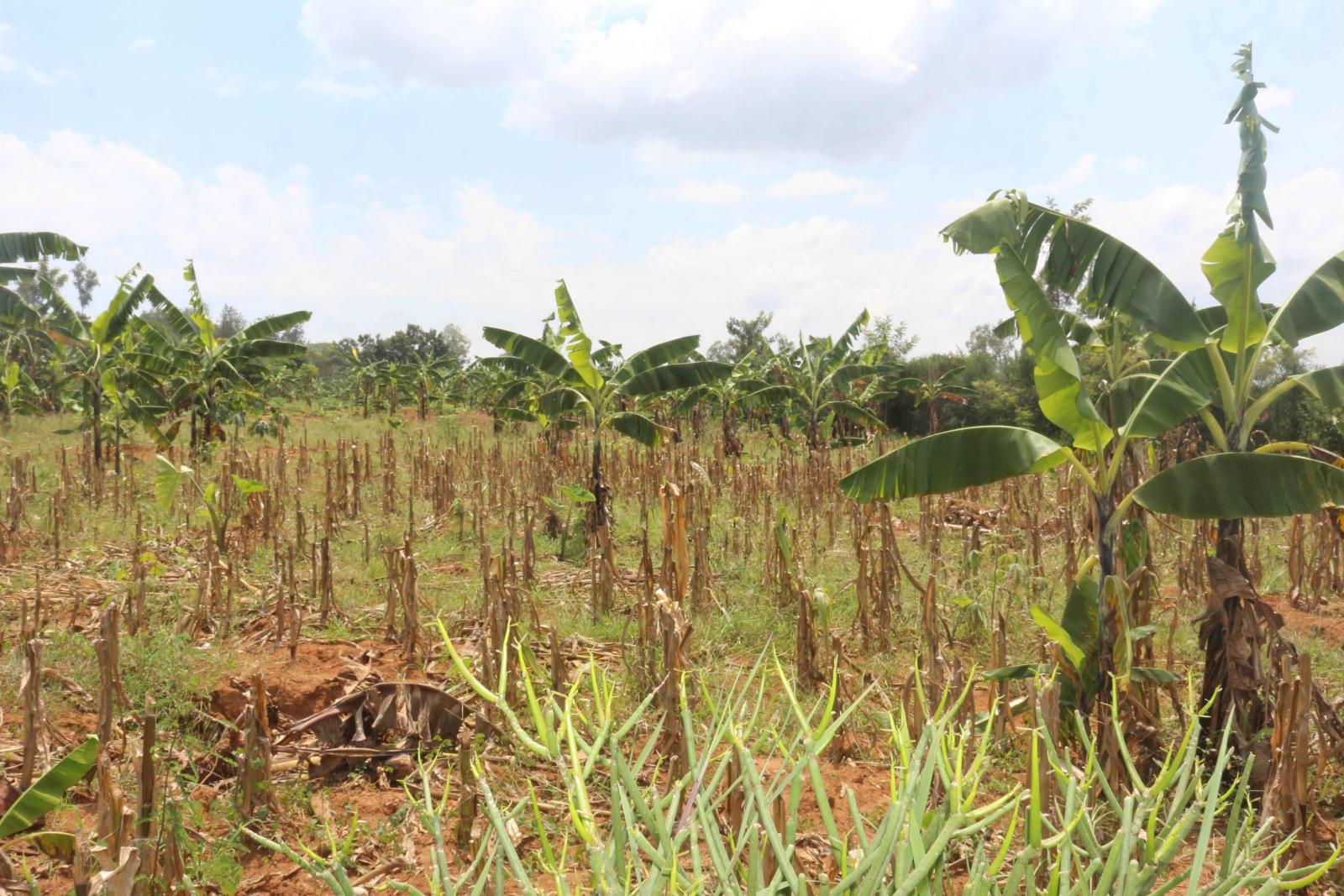Residential plot for sale in Bugesera Juru near airport of Rwanda