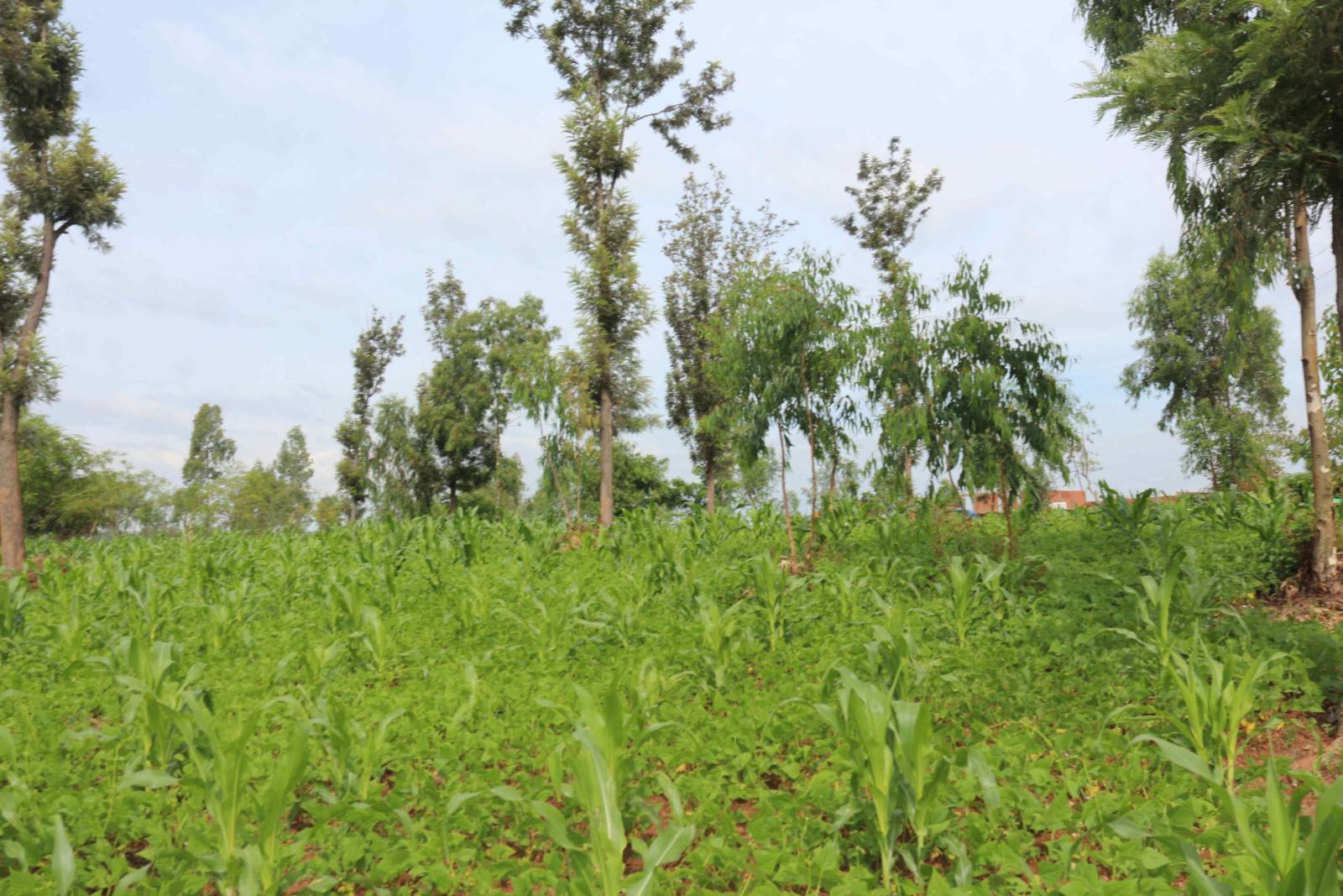 Land for sale near airport of Rwanda access on lake 1