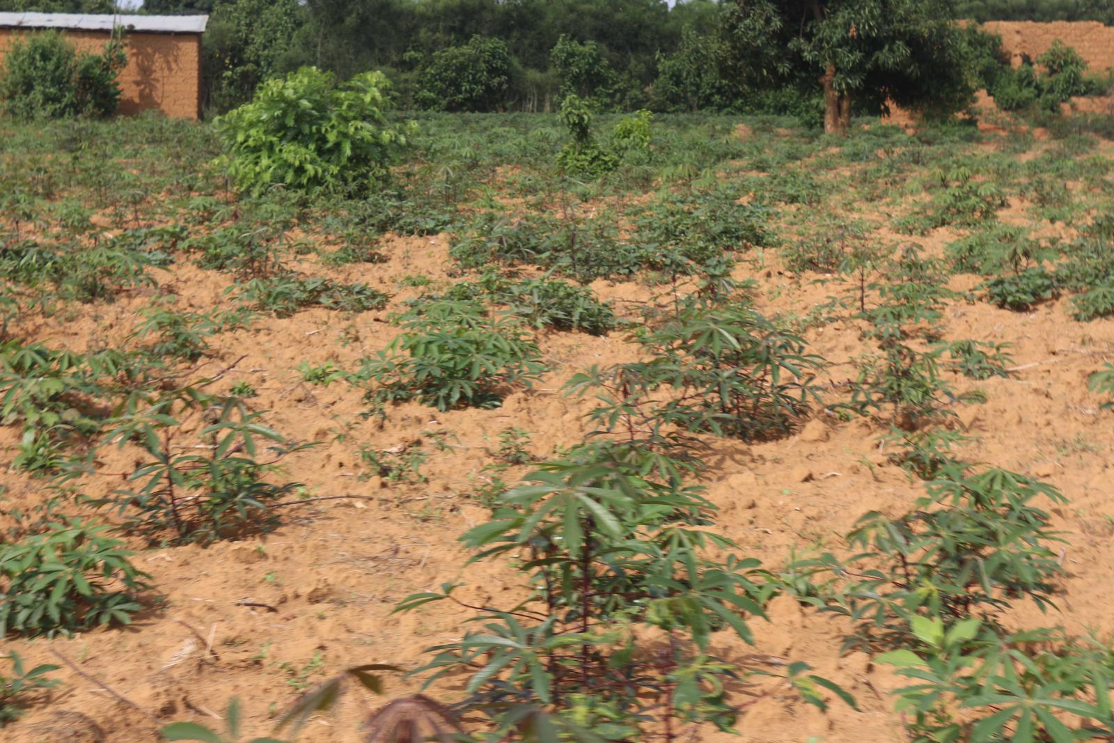 Land for sale in Bugesera near airport of Rwanda access on lake