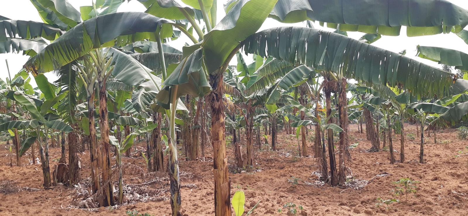 Land for sale in Bugesera near airport of Rwanda hot deal