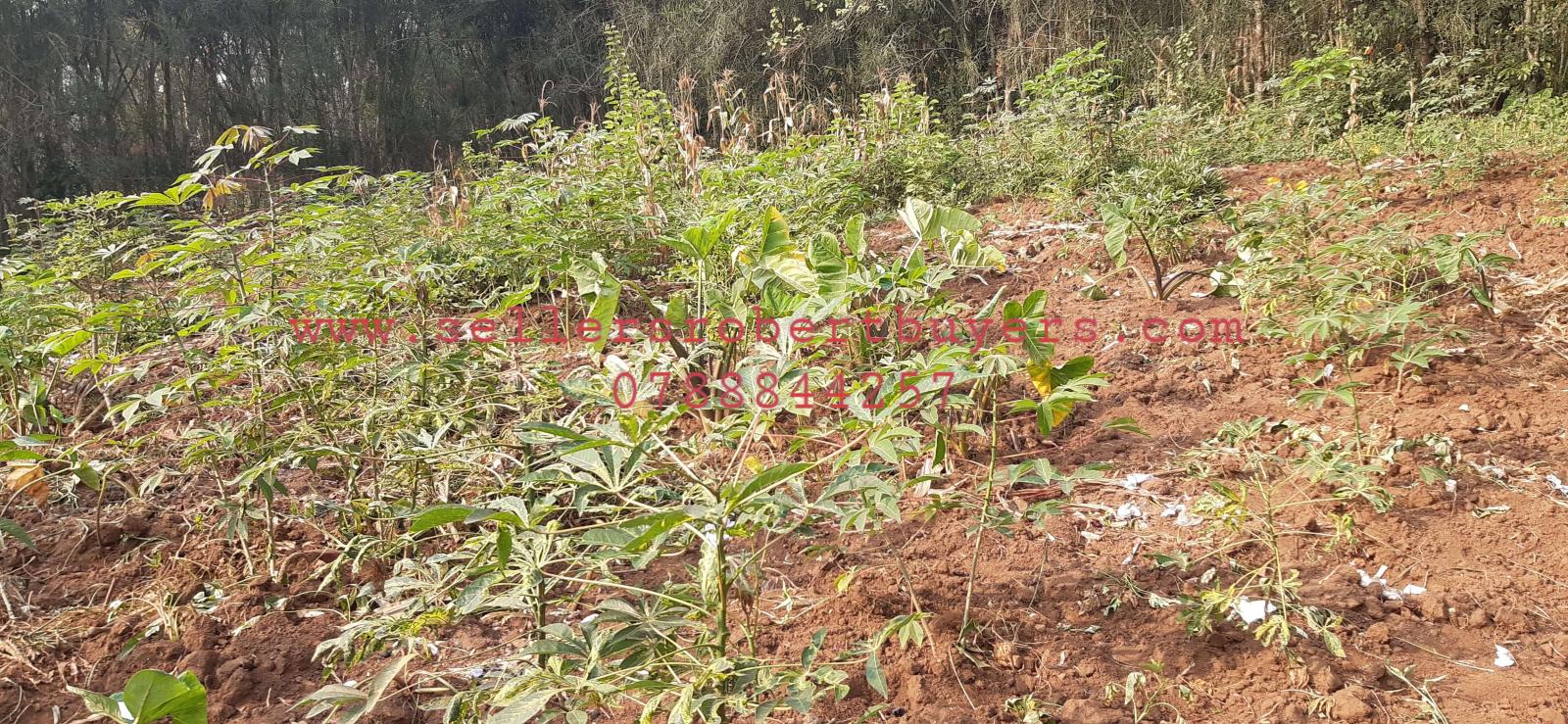 Land for sale in Bugesera near airport of Rwanda Hot deal