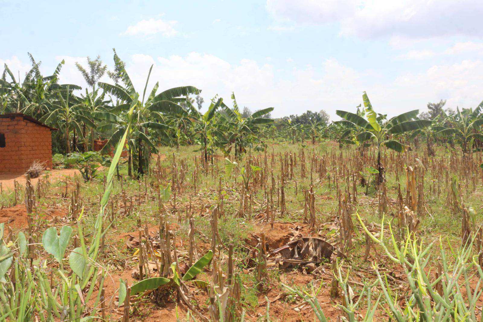 Land for sale in Bugesera near airport of Rwanda hot deal