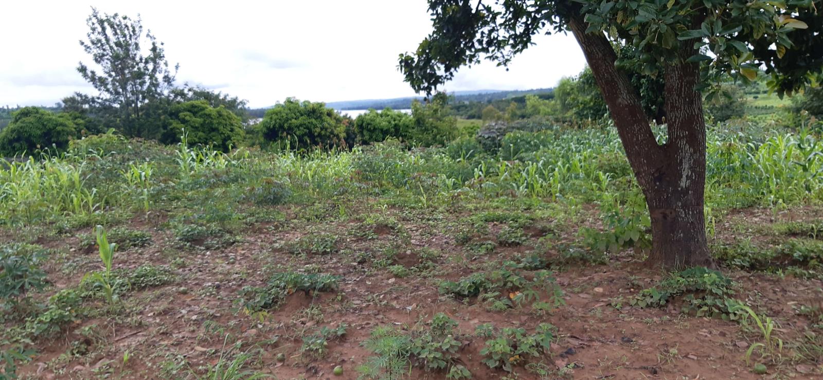 Frming land for sale in Bugesera Mayange  good deal