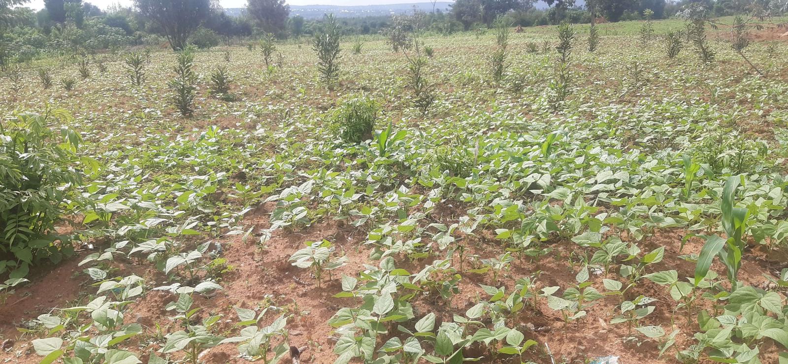 Land for sale in Bugesera near airport of Rwanda hot deal for investment in future