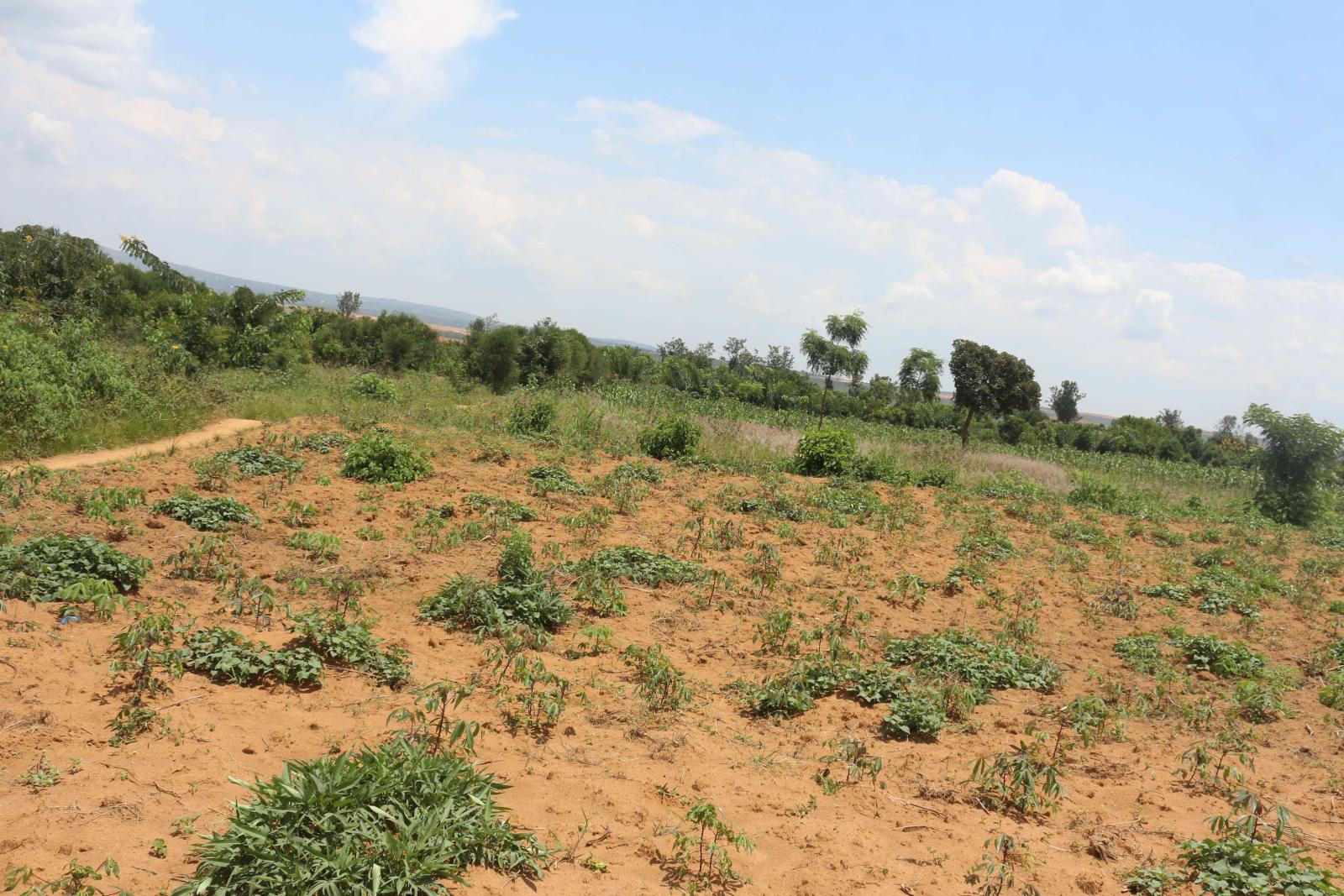 Land for sale in Bugesera near airport of Rwanda Juru