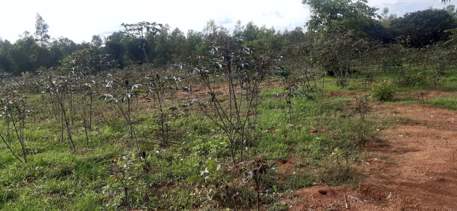 Residential Plot for sale  in Bugesera near airport of Rwanda good view