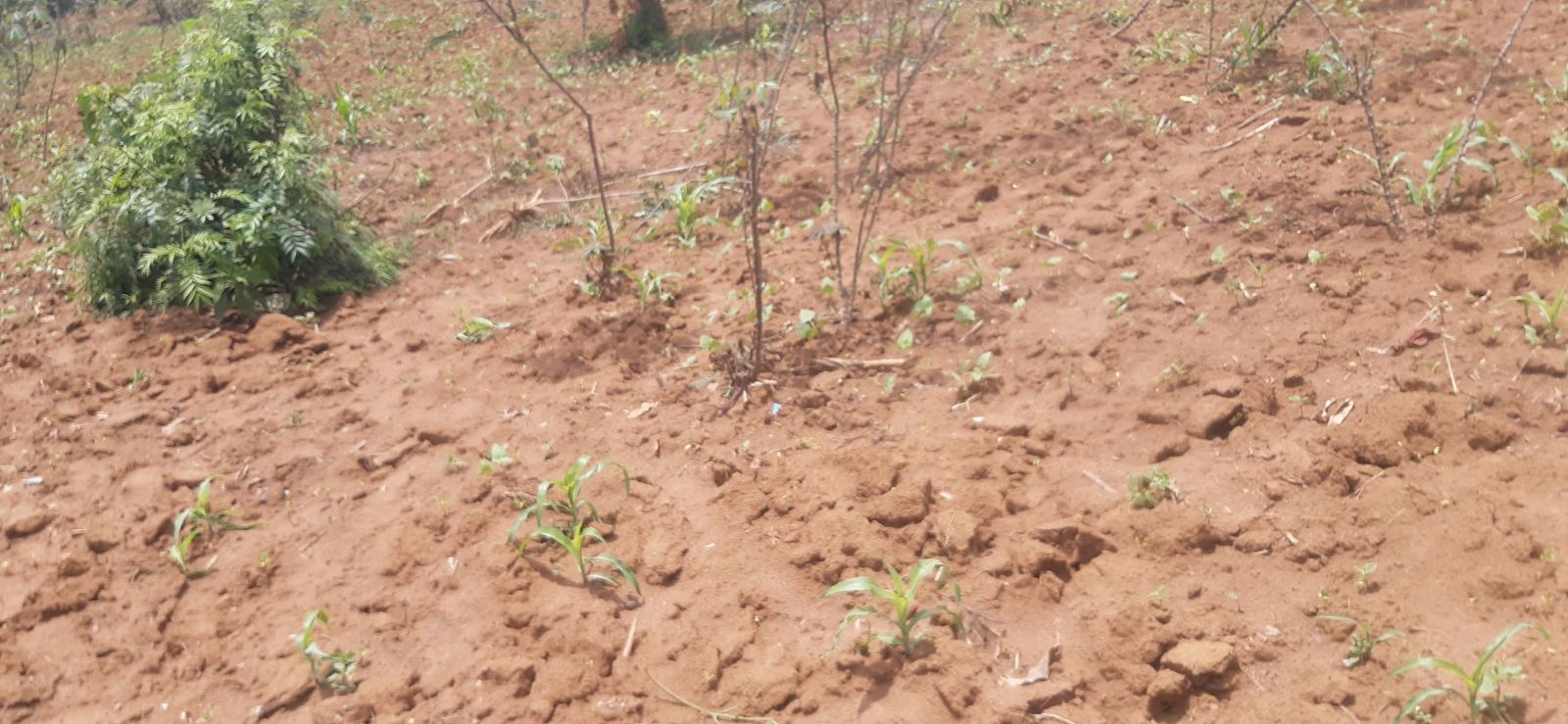 Land for sale in Bugesera near airport of Rwanda